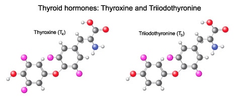 thyroid hormones