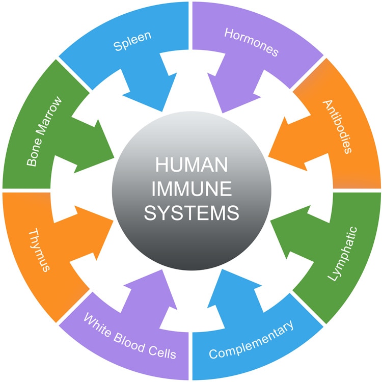 immune system chart