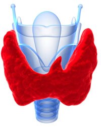 Thyroid